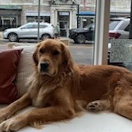 Golden Retrievers from Calis Golden Puppys
