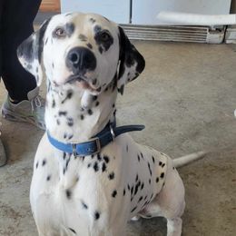 Finn - Dalmatian