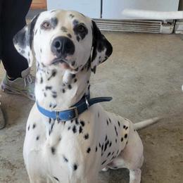 Finn - Dalmatian