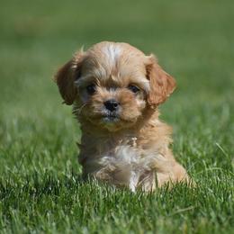 Ruella - Red female Cavapoo puppy in Gap, Pennsylvania from Country View Puppies ( License 18816)