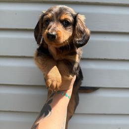 Tank - Dapple male Dachshund puppy in Maidsville, West Virginia from L&B Lowriders