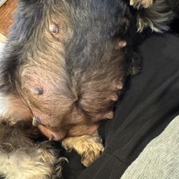 Miniature Schnauzer puppies from Black Gold Miniature Schnauzers
