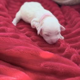 Glinda - Apricot female Cavapoo puppy in Chino, California from Coopers Lane Puppies