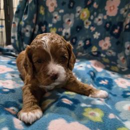 Mable - Red female Cavapoo puppy in Maize, Kansas from Happy Doodles- Cockapoo and Cavapoo puppies