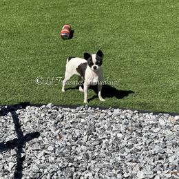 Prue - Chihuahua
