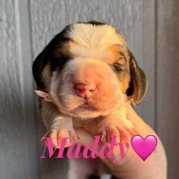 Maddy - Black brown and white female Basset Hound puppy in New Mexico from Long Dog Ranch