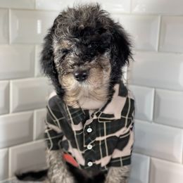 Goldendoodle Puppies from Merced Doodles