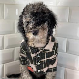 Goldendoodle Puppies from Merced Doodles