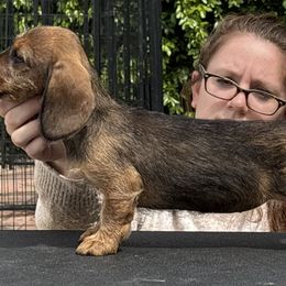 Dachshund Puppies from Passport Dachshunds