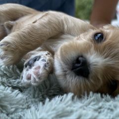 Cavachon puppies from Cavachon Love Chocolate Cavaliers, Cavaliers, Cavachon’s, Cavapoos