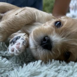 Cavachon puppies from Cavachon Love Chocolate Cavaliers, Cavaliers, Cavachon’s, Cavapoos