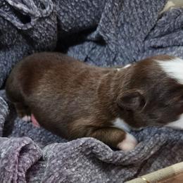 Cedar - Red tri male Miniature Australian Shepherd puppy in Willard, Missouri from Stoney Brook Aussies