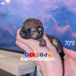 YAMI - Red female Shiba Inu puppy in Minnesota from BonsaiShibas