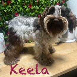 Keela - Miniature Schnauzer