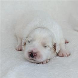 Purple - White female Great Pyrenees puppy in Yakima, Washington from Naches Heights Ranch