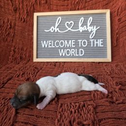 Caramel and white boy - Piebald male Dachshund puppy in Port Orchard, Washington from Haus of Wiener Schnitzel