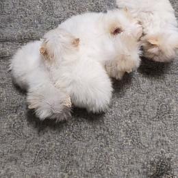 Boy 2 - Cream male Pomeranian puppy in Tabor City, North Carolina from Southern Palmetto Pomeranians