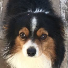 Baxter - Toy Australian Shepherd
