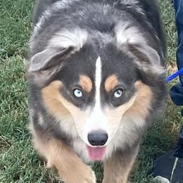 Josie - Australian Shepherd