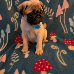 Pug Puppies from Lisa's Pugalicious Pugs