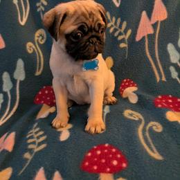 Pug Puppies from Lisa's Pugalicious Pugs