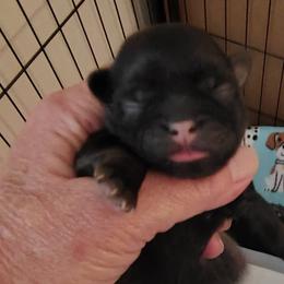 Donny - Red male Shih Tzu puppy in Palmyra, New York from Karen's Tzus of Palmyra-Macedon