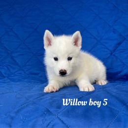 Willow boy 5 - White male Siberian Husky puppy in Ocala, Florida from Florida Husky Puppies