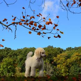 Poodle Puppies from D and D Standard Poodles