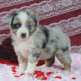Baby - Miniature Australian Shepherd puppy from Big Coon Little Aussies