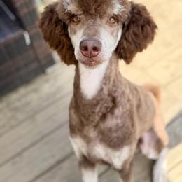 Millie - Poodle