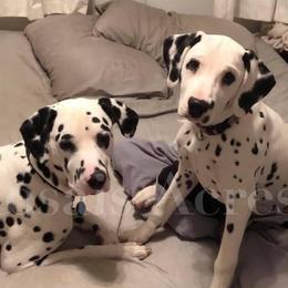 Dalmatians from Rosais Acres LLC