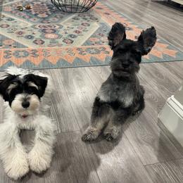 Penelope - Miniature Schnauzer