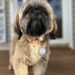 Millie - Shih Tzu