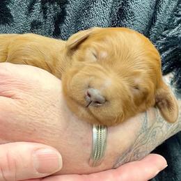 Purple Female - Apricot female Goldendoodle puppy in Great Falls, Montana from Montana Goldendoodles