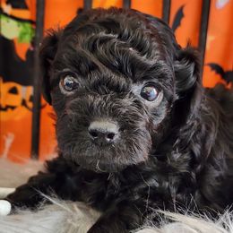 Shadow - Black male Poodle puppy in Orlando, Florida, Florida from Denise’s Puppies
