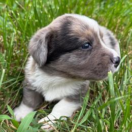 Liberty - Brindle merle and white female Cardigan Welsh Corgi puppy in Mishawaka, Indiana from Squires Corgi Cottage