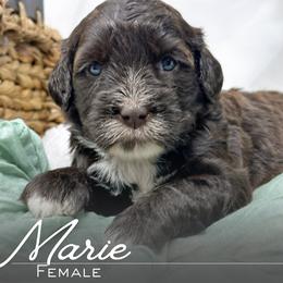 Marie - Brown and white female Portuguese Water Dog puppy in Asheville, North Carolina from Top Notch Portuguese Water Dogs