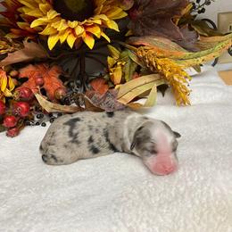 Miniature Australian Shepherd Puppies from High Mountain Aussies