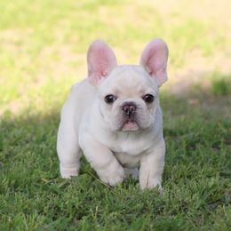 French Bulldog Puppies from Texas Top Notch Frechies