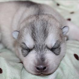 Lucky - Gray and white male Siberian Husky puppy in Le Sueur, Minnesota from Tevana Siberians LLC