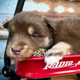 Max - Red and white male Siberian Husky puppy in Union Grove, Alabama from Southern Siberian Life