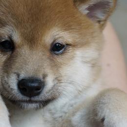 Shiba Inu Puppies from Veronika's Shiba Inus