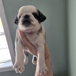 Girl 4 (panda) - Fawn female Pug puppy in Auburn, Kentucky from Prentice Family Pugs