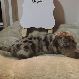 Dachshund Puppies from Wiggly Weenies