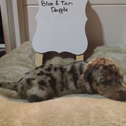 Dachshund Puppies from Wiggly Weenies