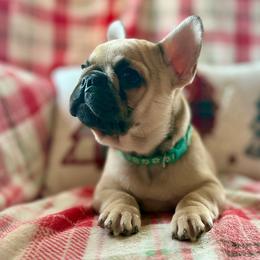 Scotch - Fawn and white male French Bulldog puppy in Colorado from NOCO French Bulldogs