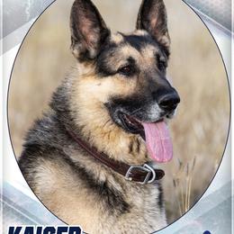 Kaiser - German Shepherd