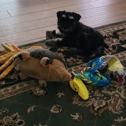 Miniature Schnauzer Puppies from Southpaw Schnauzers