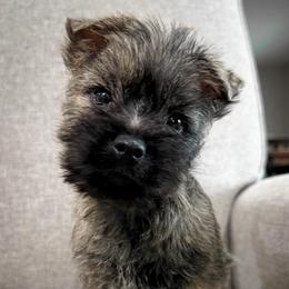 Oliver - Brindle male Cairn Terrier puppy in St. Joseph, Missouri from Stone & Thistle Cairn Terriers