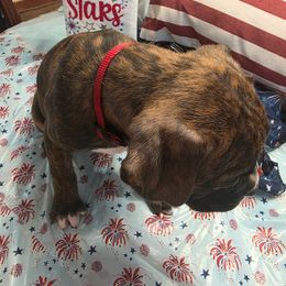 Boxer Puppies from Smith's Boxers